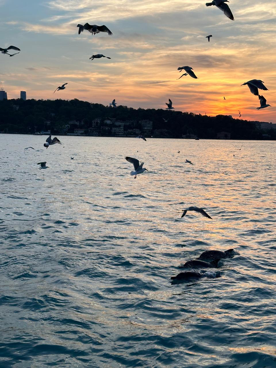 Boğaz'da gün batımında martılar ve yunuslar
